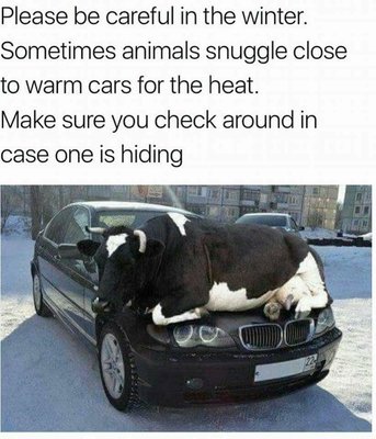 cow on hood.jpg