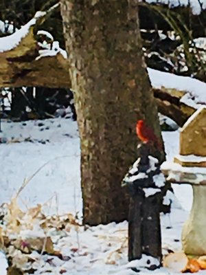 WinterRedBird_12092017.jpg