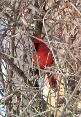 WinterRedBird_01202018.jpg