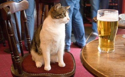 cat beer.jpg