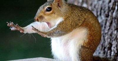 squirrel.jpg