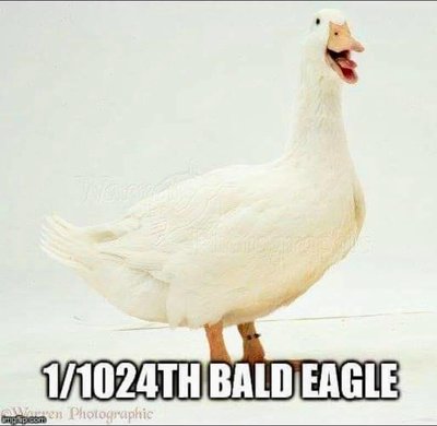 bald eagle.jpg