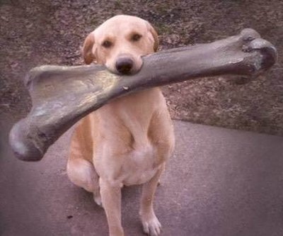 dog with a bone.jpg