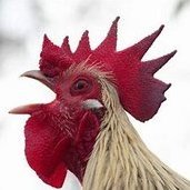 The Crowing Rooster