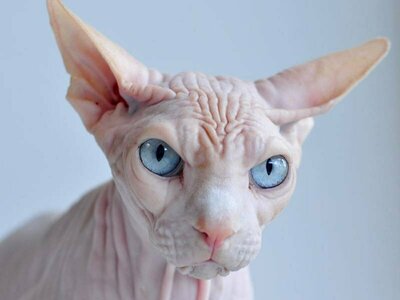 ugly-cat-sphynx-2.jpg