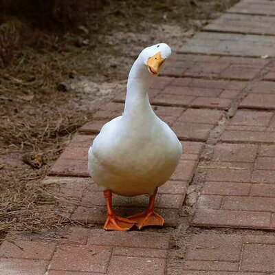 aflac.jpg