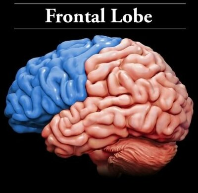 Frontal Lobe.jpg