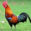 The Rooster