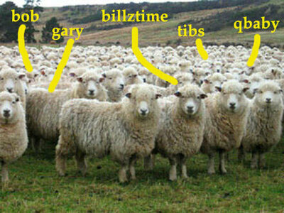 sheep.jpg