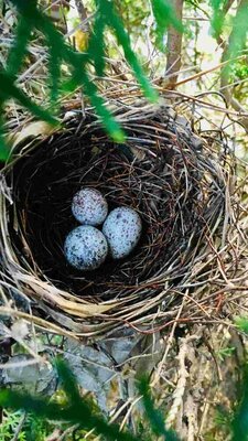 Cardinal'sNest_052019.jpg