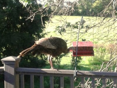 902094443_TurkeyattheBirdFeeder.thumb.JPG.5aedb799e0aeac23d52b6f0f1fdd60ca.JPG