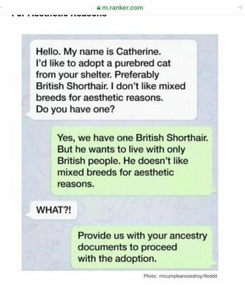 BritishShorthair.jpg