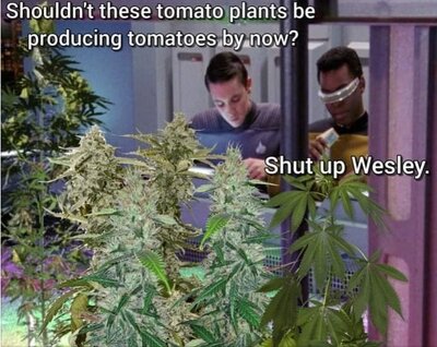 plants.jpg