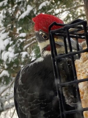 Woodpecker.jpg