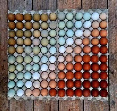 chicken eggs.jpg