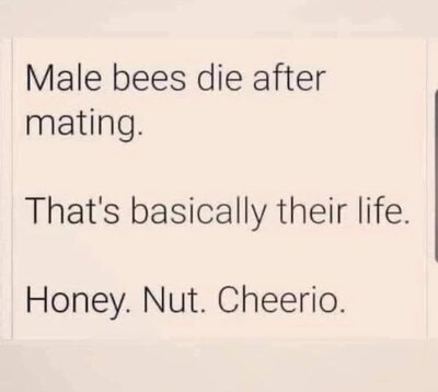 bees.jpg