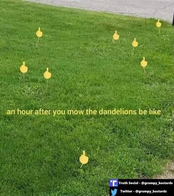 dandelions.jpg