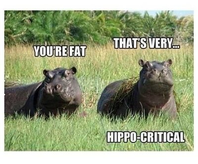 hippo.jpg