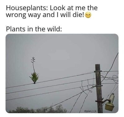 plants.jpg
