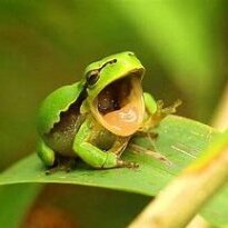 Yawning Frog