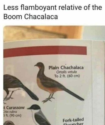 PlainChachalaca_WEB.thumb.jpg.ea3dcc3bf9b9201b80a3d4ee3b67d4af.jpg