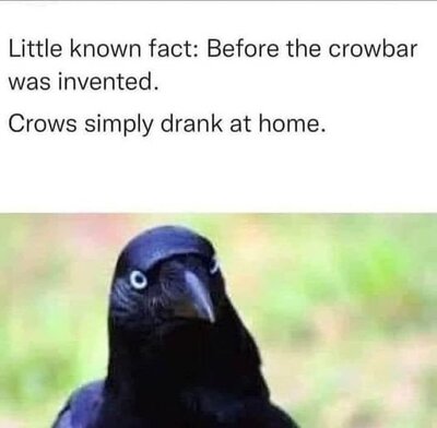 crow.jpg