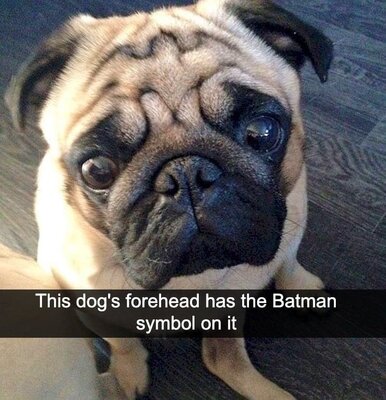 pug.jpg