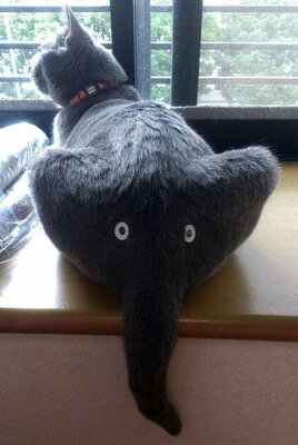 elephant cat.jpg