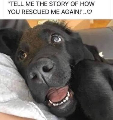 rescue.jpg