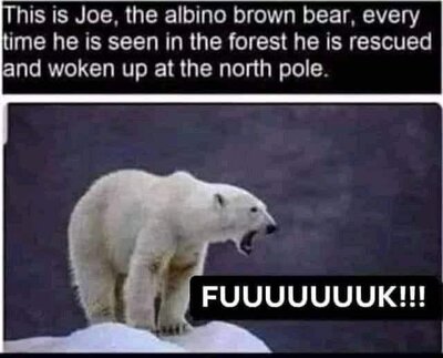 bear.jpg