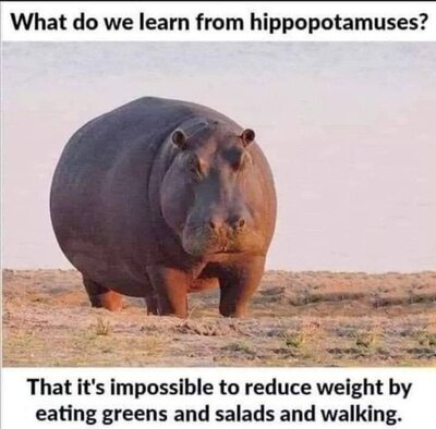 hippo.jpg