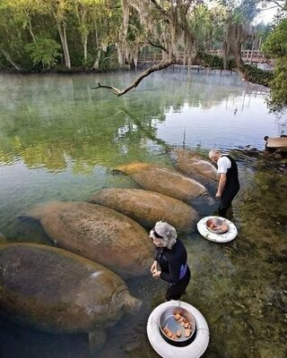 manatees.jpg