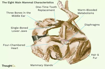 The8MainMammalCharacteristics.thumb.webp.41d432c505f624df0d75815cccda1f67.webp