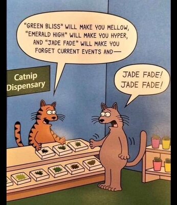 catnip.jpg