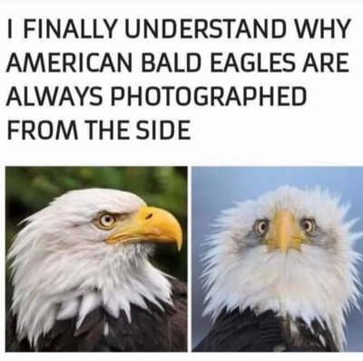 eagles.jpg