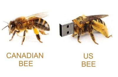 bee.jpg