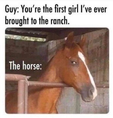 horse.jpeg