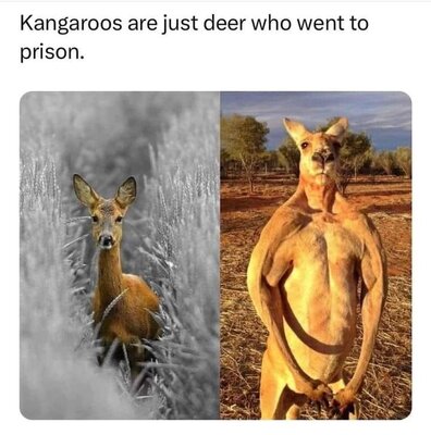 kangaroos.jpg