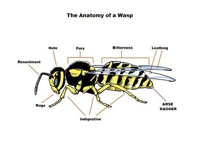 wasp.jpg