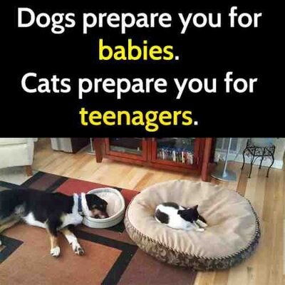 CatsDogs_TeenagersBabies.thumb.jpg.712c416d31f7b732fbc3642c5c3e93b2.jpg