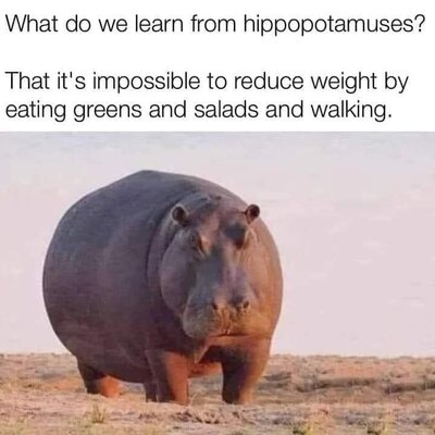 hippo.jpg