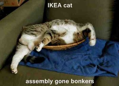 IKEAcat_AssemblyGoneBonkers.thumb.jpg.083a13173d94d9d159126cd00d6b977a.jpg