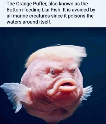 tRump_OrangePufferBottom-FeedingLiarFish.thumb.jpg.79e7dcbff29910e911a815095923bfee.jpg