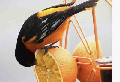 BaltimoreOriole@TheFeeder.thumb.jpg.0b8acf84135f5e9280b3bd40fd5e4959.jpg