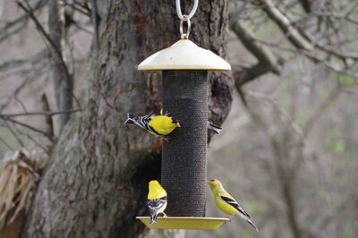 GoldFinches.thumb.jpg.5f8a7a9583e5930f2f16a1d3d27a3f6a.jpg