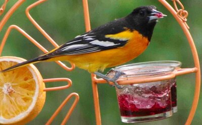 Oriole@Feeder.thumb.jpg.9d9aeed843435e04a7f9e99739a73e2e.jpg