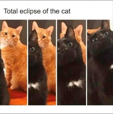 TotalEclipseOfTheCat.thumb.jpg.ffe16fab6888615b20429a8aad340376.jpg