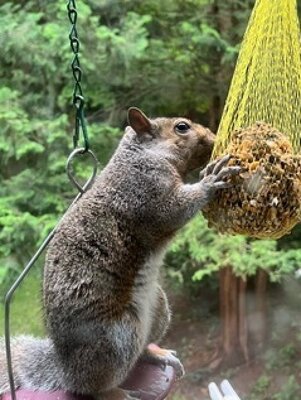 Squirrel 3.jpg