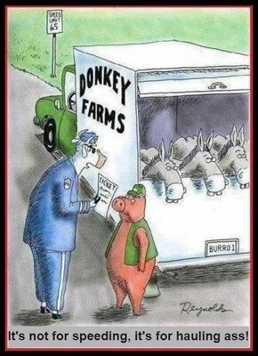 donkey.jpg