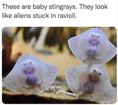 ravioli.jpg